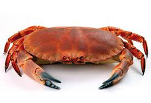 Fish Crab S&J Shellfish