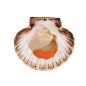 Fish-Scallop