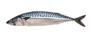 Fish mackerel S&J Shellfish