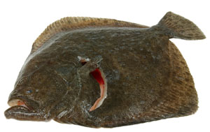 Fish turbot S&J Shellfish