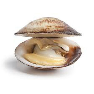 clams