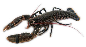 fish lobster S&J Shellfish