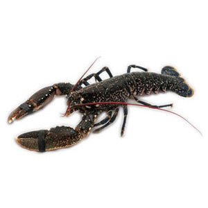 fish-lobster