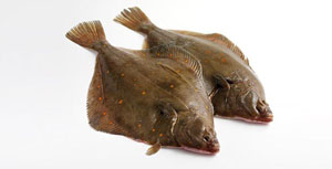 S&J Shellfish